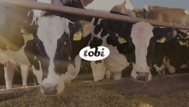 Tobi 01